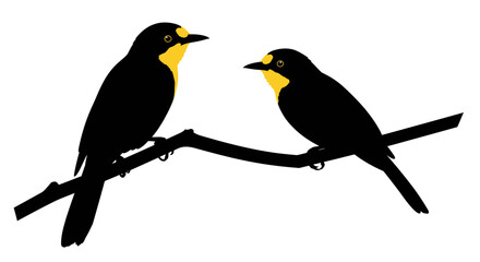 Two black birds with yellow throats perched on a dark branch against a white background