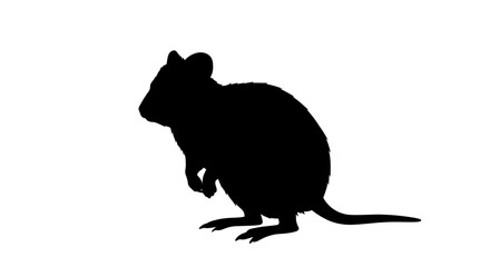 Black silhouette of a kangaroo rat standing upright on a white background with its tail extended
