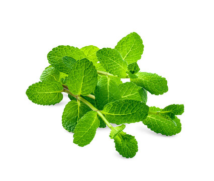 Bunch of fresh mint on branch isolated on transparent background