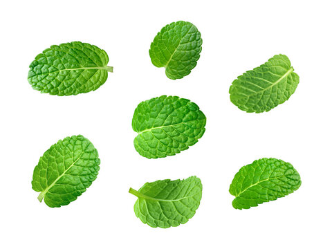 Leaves of mint isolated on transparent background