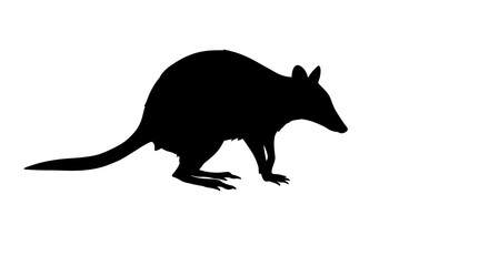 Black silhouette of a bilby a small marsupial native to australia on a white background