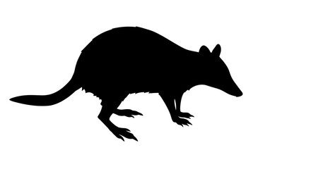 Silhouette of a bilby an australian marsupial with long ears and a pointed snout on a white background
