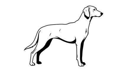 Elegant line drawing of a vizsla dog standing proudly in profile against a white background