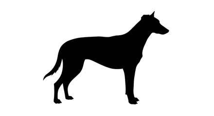 Elegant black silhouette of a standing greyhound dog with a sleek body and pointed ears on a white background