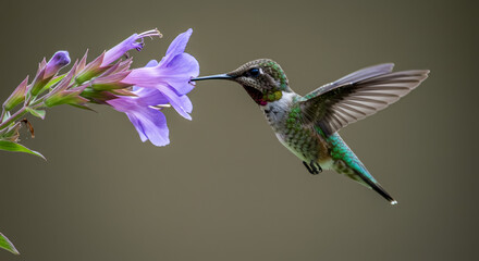 Fototapeta premium A vibrant ruby-throated hummingbird hovers gracefully, feeding on the sweet nectar of a delicate purple wildflower in a serene natural setting