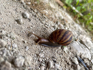 Snail's Journey A Close-Up View of a Land Snail in its Natural Habitat