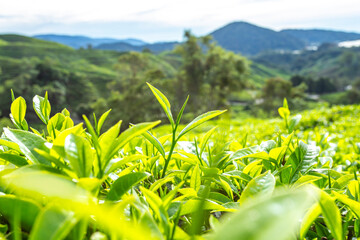 fresh tea leave over tea plantation background.
