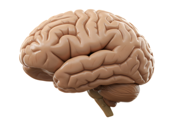 Human Brain: Anatomy Illustration isolated on transparent background