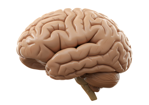 Human Brain: Anatomy Illustration isolated on transparent background