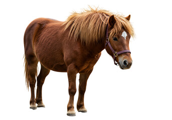 Obraz premium Chestnut Pony on White Background: A Versatile Equestrian Photograph isolated on transparent background