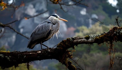 A grey heron perched on a branch, bathed in soft light, with a blurred background of rock formations and trees