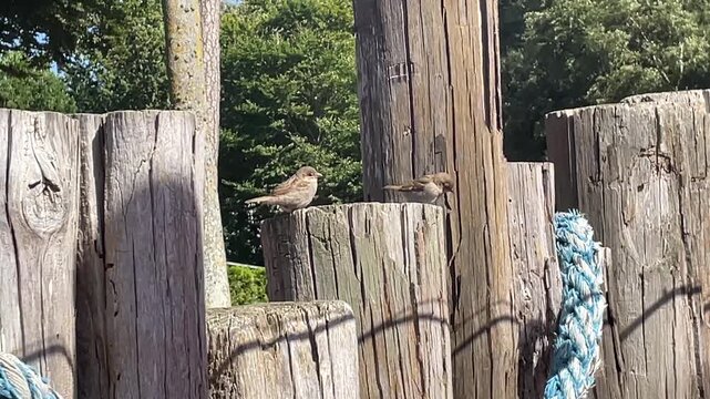 Ein Sperling auf einer Wand aus Holzst&auml;mmen.