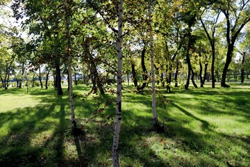 Naklejka premium spring in the park