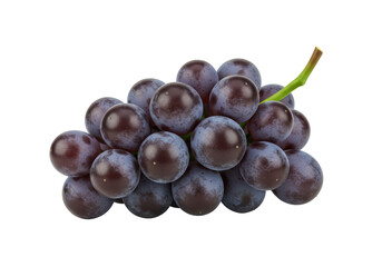 Isolated bunch of fresh dark grapes on a green stem ready to eat as a healthy snack
