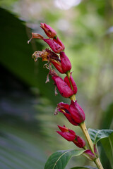 Red flower in forest