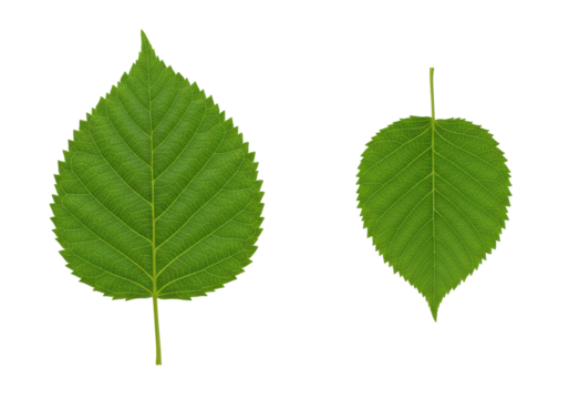 Isolated European hornbeam leaves show the veins and the sawtooth edges of foliage