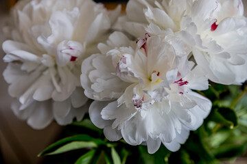 Fleurs de Pivoines