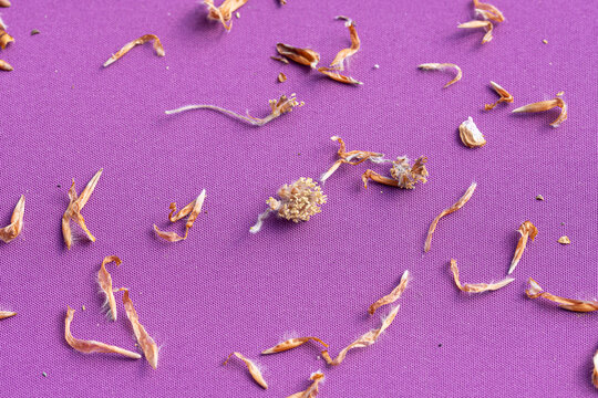 Brown Beech tree mast dried flowers and husks on a bright purple woven background