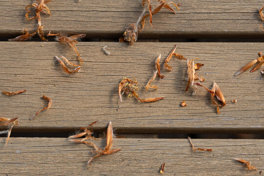 Brown Beech tree mast dried flowers and husks on a rustic wooden background