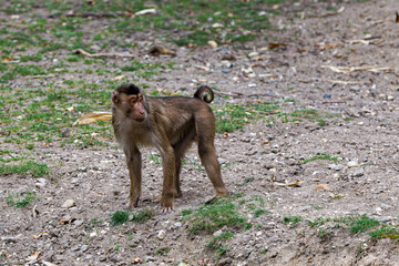 A young Southern pig-tailed macaque (Macaca Nemestrina) standing on rocky ground in a natural setting.