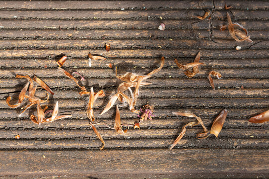 Sunlit brown Beech tree mast dried flowers and husks on a rustic wooden background