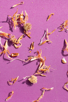 Vertical shot Sunlit brown Beech tree mast dried flowers and husks on a bright pruple background
