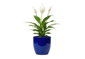 Obraz premium A peaceful peace lily plant, elegant and serene, in a glossy blue pot, stands against a black backdrop.