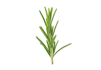 Fresh rosemary sprig displays vibrant green foliage against a black backdrop.