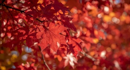 Fototapeta premium Close-up of Vibrant Red Maple Leaves During Autumn Season A Beautiful Nature Scene
