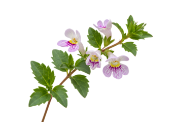 Close-up of a delicate sprig of Heal-All (Prunella vulgaris) blossoms and foliage against a pure white backdrop. isolated on transparent background