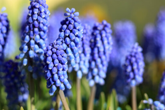 Close-up of blooming grape hyacinths Muscari with vivid blue flowers, vibrant spring floral scene, natural botanical background, fresh seasonal plant design, eco concept. - Powered by Adobe