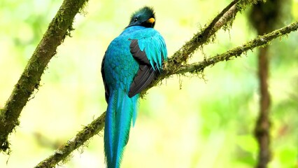 blue and green macaw