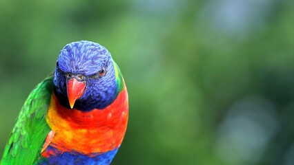 rainbow lorikeet on a branch