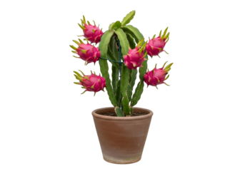 A vibrant dragon fruit plant in a terracotta pot, displaying numerous ripe, pink fruits against a striking black background.