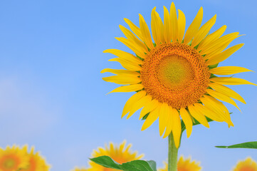 夏を彩るひまわりの花