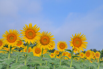 夏の風景とひまわり畑