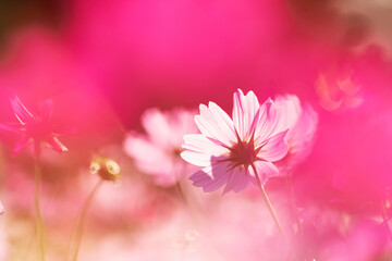 Fototapeta premium コスモスの幻想