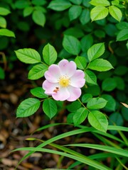 Naklejka premium Delicate pink flower blooming amidst lush greenery nature photography outdoor garden close-up perspective