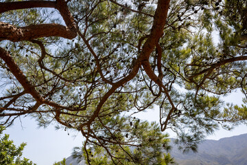 Pine tree branches with mountain view in Crete