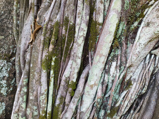 Banyan wood surface stock photo.