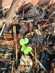 Close-up of a Tiny Pak choi Seedling Sprouting