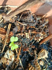 Close-up of a Tiny Pak choi Seedling Sprouting