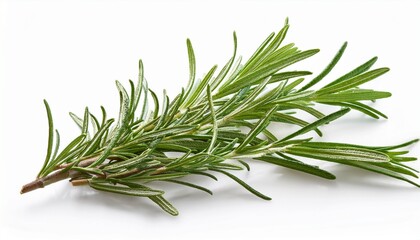 Fototapeta premium high quality rosemary sprig on white background isolated