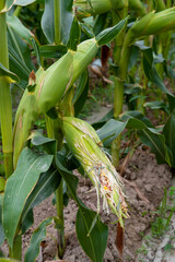 corn fields strewn with corn