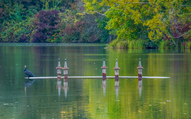 Green landscape with cormorant on non-working fountain on lake