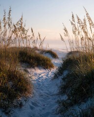 Path to the ocean through sea oats at sunrise; eye-level perspective of sandy trail leading to the beach in morning light