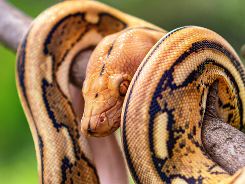python close up