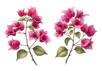 Pink Bougainvillea Branches with Leaves, Isolated on Transparent Background