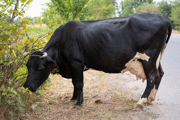 A cow eats grass and tree leaves