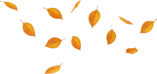 fallen leaves falling in the wind